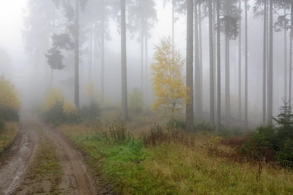 Road Autumn Foggy Forest — Stock Photo, Image