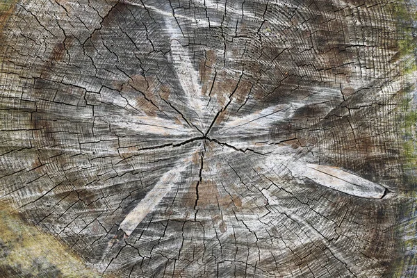Вырезать Ствол Дерева Текстура Дерева Ежегодные Кольца — стоковое фото
