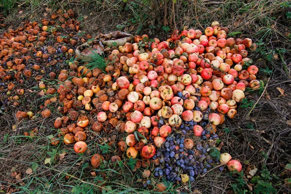 Abfälle Aus Der Herbsternte Faulige Früchte — Stockfoto