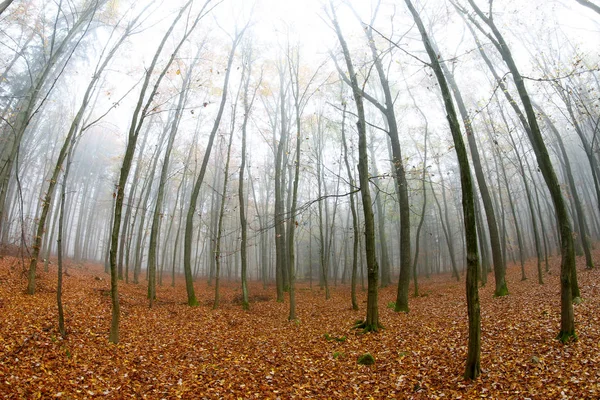 Young Beech Forest Autumn — Stock Photo, Image