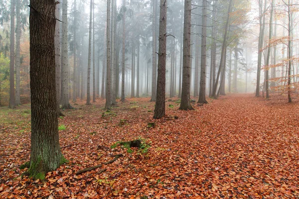 Bukowe Lasy Jesienią — Zdjęcie stockowe