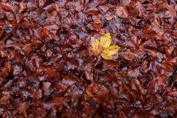 Wet Fallen Autumn Leaves Detail — Stock Photo, Image