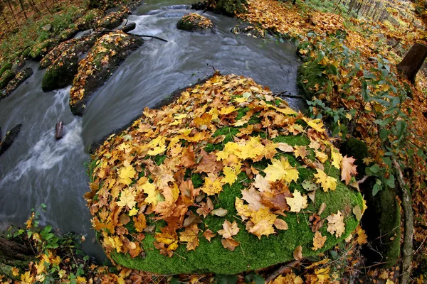 Φύλλα Σφενδάμου Φθινόπωρο Ένα Βράχο Ένα Ρυάκι Φακός Μάτι Ψαριού — Φωτογραφία Αρχείου