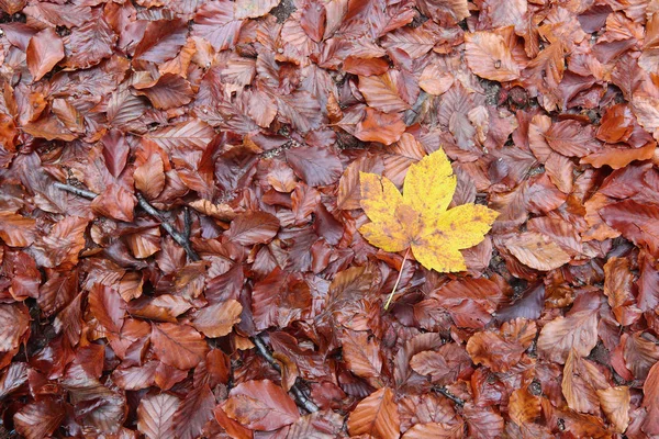 Autum Πέσει Φύλλα Και Maple Leaf Λεπτομέρεια — Φωτογραφία Αρχείου