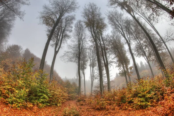 Brume Brumeuse Dans Forêt Hêtres Automne — Photo