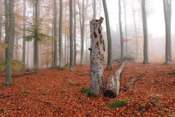 Voderady Από Ξύλο Οξιάς Οξιά Μεγάλο Δάσος Σπάνια Είδη Φυτών — Φωτογραφία Αρχείου