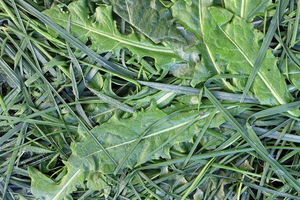 Detail Bedew Stalks Leaves Grass — Stock Photo, Image