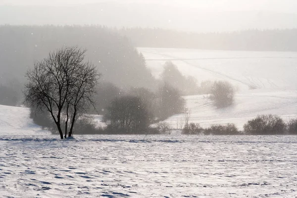 Falling Snow Winter Landscape Back Light — Stock Photo, Image