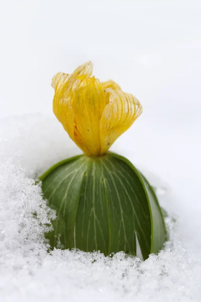 Detalle Floración Del Acónito Invernal Nieve — Foto de Stock