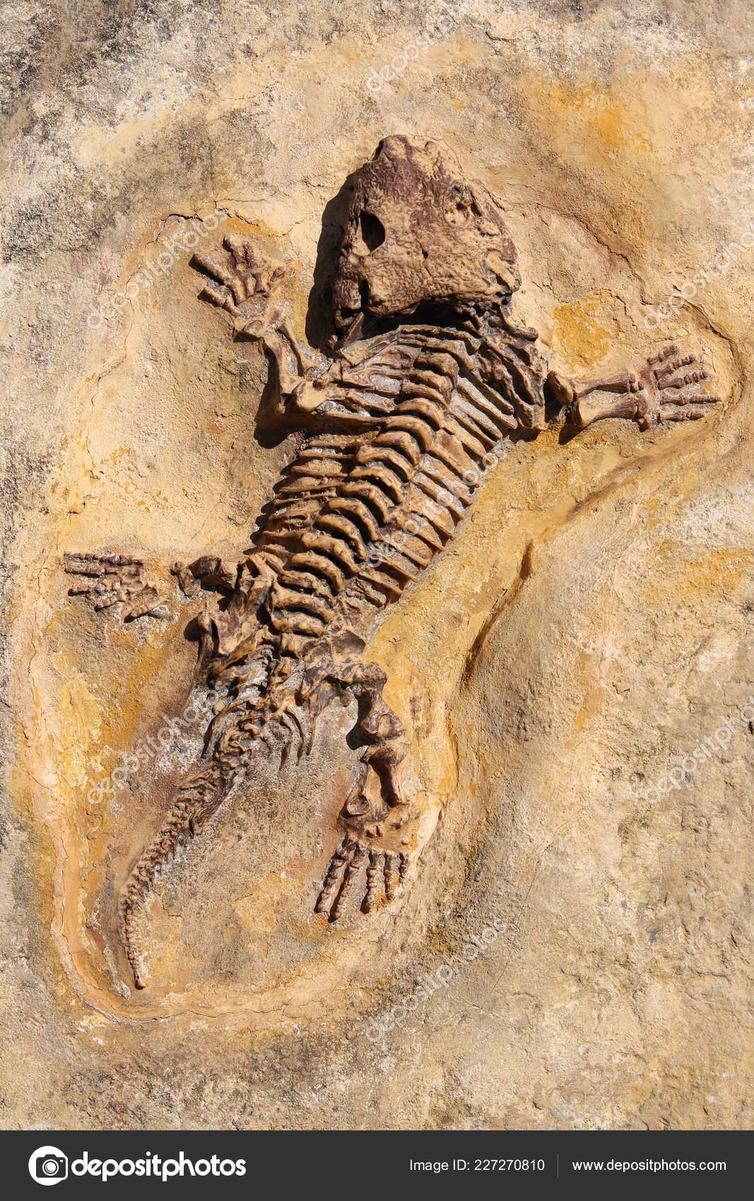 Seymouria Baylorensis Articifial Cast Fossil Early Permian Period Seymouria  Carnivorous Stock Photo by ©siloto 227270810