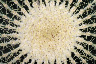 Ayrıntı altın varil - Echinocactus grusonii - kaktüs