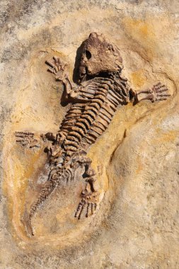 Seymouria baylorensis - articifial oyuncular fosil erken Permiyen döneminin. Seymouria etobur, bazı kimin uyarlamalar sürüngenler andıran bir metre uzun amfibi hakkında yapıldı.