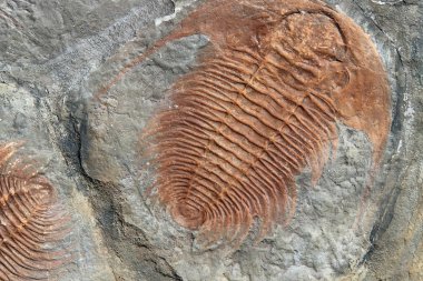 Erken Ordovisyen itibaren trilobitler fosil dönem Çek Cumhuriyeti'nde bulundu