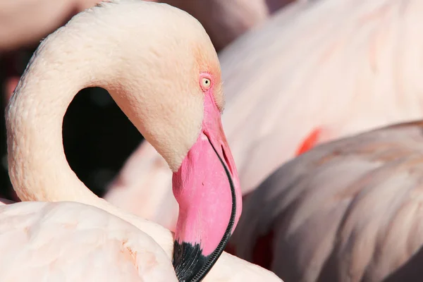 Flamingo Rallador Primer Plano Cabeza Del Flamingo Rallador —  Fotos de Stock