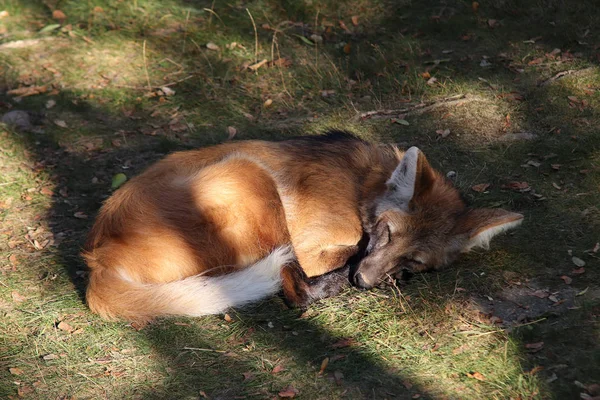 キュウシュウノウサギ 南アメリカの最も大きいカニド たてがみのあるオオカミ タテガミオオカミ Chrysocyon を眠っています キツネみたいだけど 狐でも狼です Chrysocyon ゴールデン犬の意味で唯一の種です — ストック写真