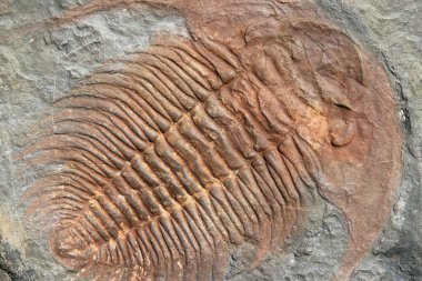 Erken Ordovisyen itibaren trilobitler fosil dönem Çek Cumhuriyeti'nde bulundu