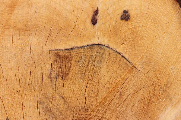 Funny face - grimace on the cut tree trunk - abstract detail of wood texture