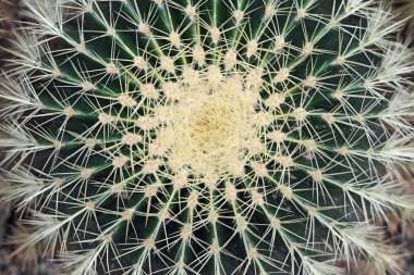 Ayrıntı altın varil - Echinocactus grusonii - kaktüs