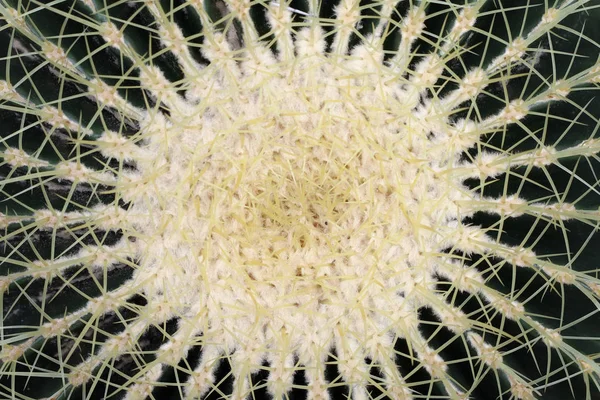 Dettaglio Della Canna Oro Echinocactus Grusonii Cactus — Foto Stock