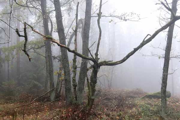 雾气弥漫在闹鬼的秋林里 — 图库照片