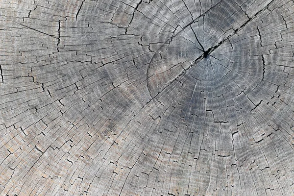 木の幹の環状リングをカットします。 — ストック写真