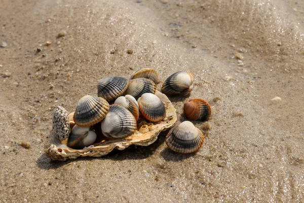 Обыкновенные моллюски на песке - съедобные моллюски с морской водой — стоковое фото