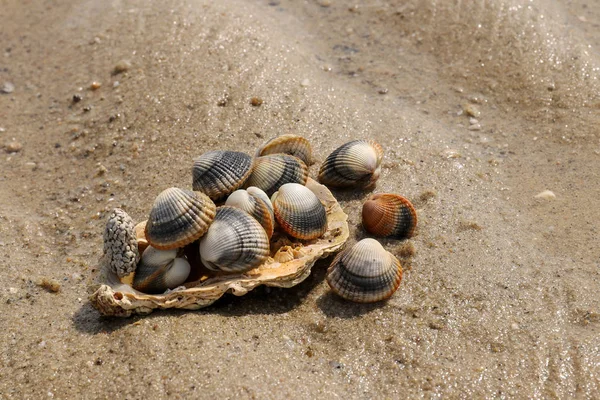 Kum üzerinde ortak cockles - yenilebilir tuzlu su istiridye — Stok fotoğraf