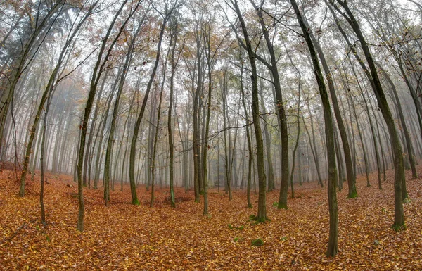 Dimma i Beechwood på hösten — Stockfoto