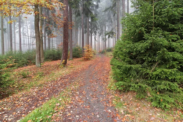 Skogsstigen i höst skogen — Stockfoto