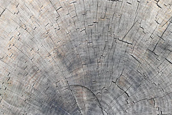 Wyciąć w pień drzewa - Krążki pierścieniowe — Zdjęcie stockowe