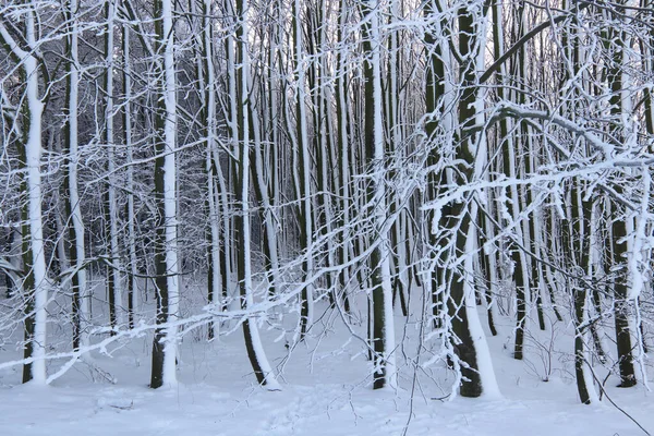 Beech forest in winter - bare tree branches covered with snow — Stock Photo, Image
