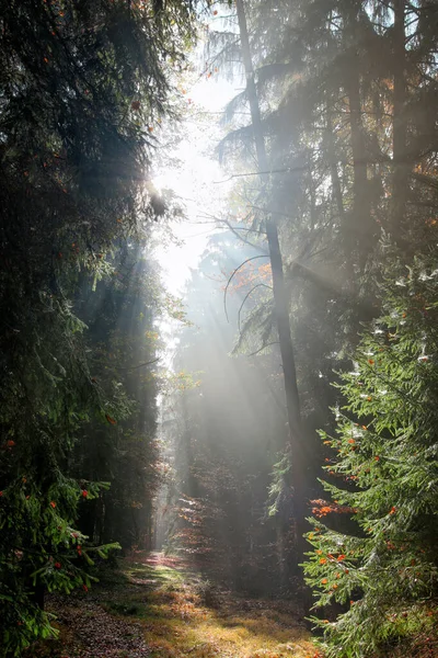 Travi di Dio - Travi di sole nella foresta del mattino — Foto Stock