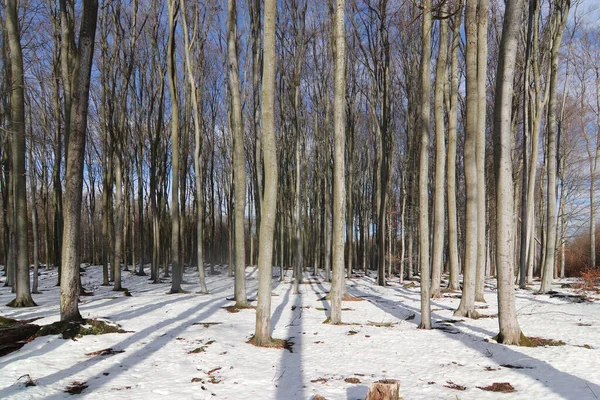 Pădurea de fag toamna — Fotografie, imagine de stoc