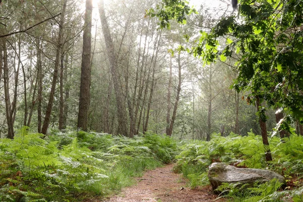 Rainy day in the forest — Stock Photo, Image