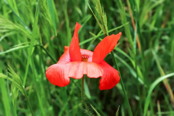 風の中でトウモロコシのケシの赤い花弁 — ストック写真