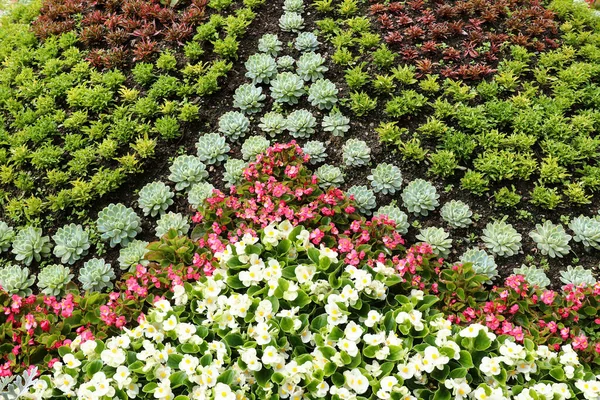 Detalhe Canteiro Flores Jardim Ornamental — Fotografia de Stock