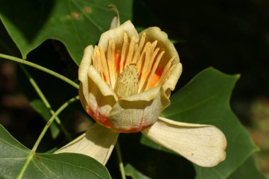 Çiçekli ağaç - sarı kavak - çiçeğin ayrıntıları