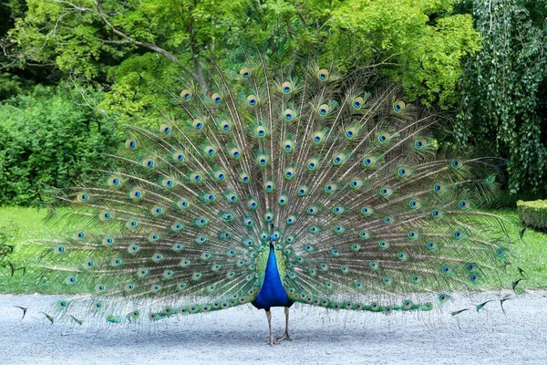 Pfau Zeigt Seinen Langen Schwanz Mit Schönen Federn Mit Augenähnlichen — Stockfoto