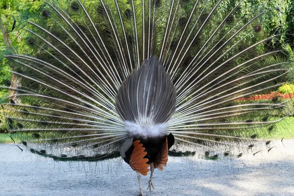 Kiss Back Pround Peacock Its Tail Erect Outstretched — Stock Photo, Image