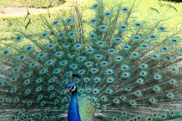 Pavo Real Mostrando Larga Cola Con Hermosas Plumas Con Marcas —  Fotos de Stock