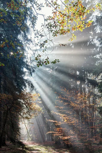 Deus Vigas Raios Raios Sol Floresta Manhã Cedo — Fotografia de Stock