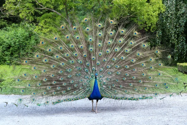 Proud Peacock Showing Its Long Tail Beautiful Feathers Eye Markings — Stock Photo, Image