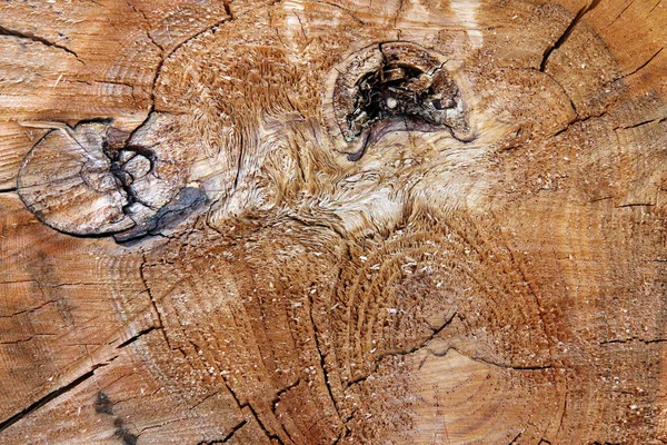 切断された木の幹の詳細12輪 — ストック写真