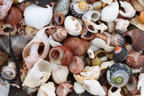 Stapel Schelpen Van Weekdieren Het Strand Bij — Stockfoto