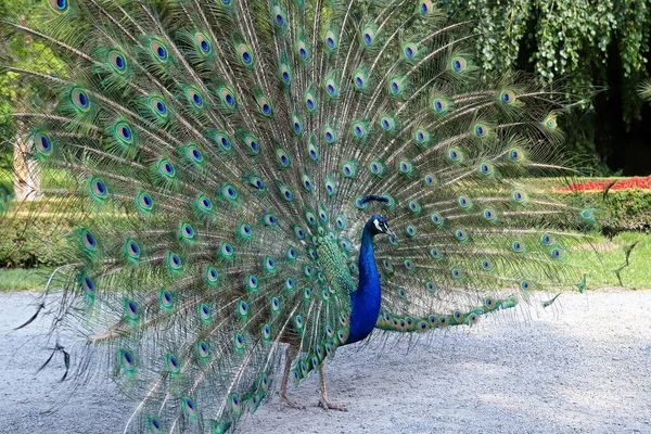 Stolzer Pfau Zeigt Seinen Langen Schwanz Mit Schönen Federn Mit — Stockfoto