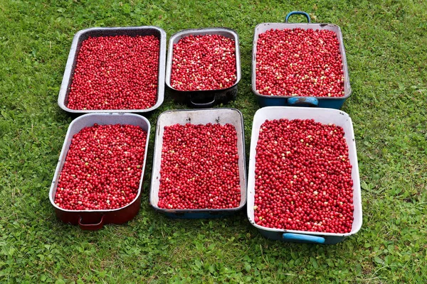 Gathering Cowberries Forest — Stock Photo, Image