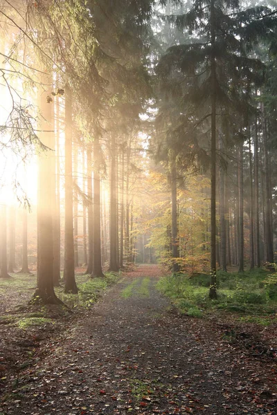 Autumn Morning Forest Road — Stock Photo, Image