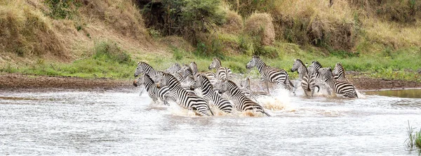 Stádo Zeber Plains Burchells Spustit Mělčině Řeky Mara Masai Mara — Stock fotografie