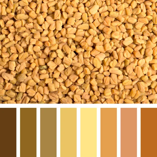 Fondo Semillas Alholva Paleta Colores Con Muestras Color Complementarias — Foto de Stock