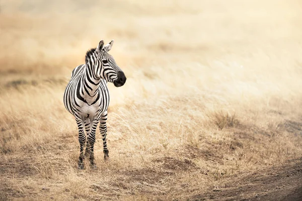 Zebra Nas Planícies Aveia Vermelha Masai Mara Quênia Luz Solar — Fotografia de Stock